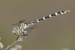 Phyllogomphoides stigmatus