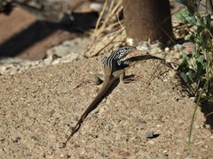 Aspidoscelis scalaris