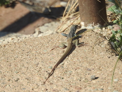 Aspidoscelis scalaris
