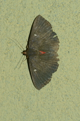 Azeta rhodogaster
