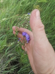 Polemonium caeruleum