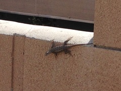 Sceloporus occidentalis