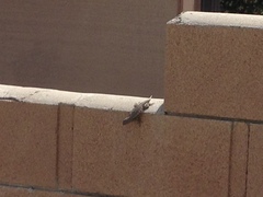 Sceloporus occidentalis