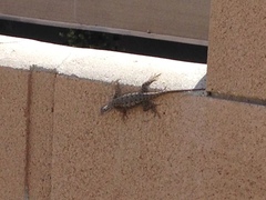 Sceloporus occidentalis