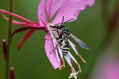 Triepeolus subnitens