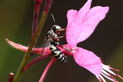 Triepeolus subnitens