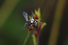 Triepeolus subnitens