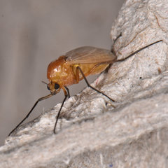 Pseudochironomus