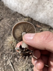 Clitocybe glacialis