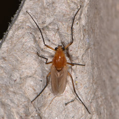 Pseudochironomus