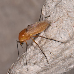 Pseudochironomus