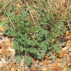 Ambrosiinae
