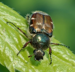 Trichiotinus affinis