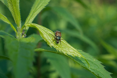Trichiotinus affinis