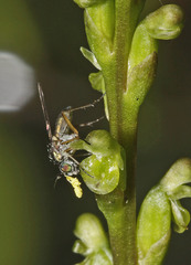 Microtis orbicularis