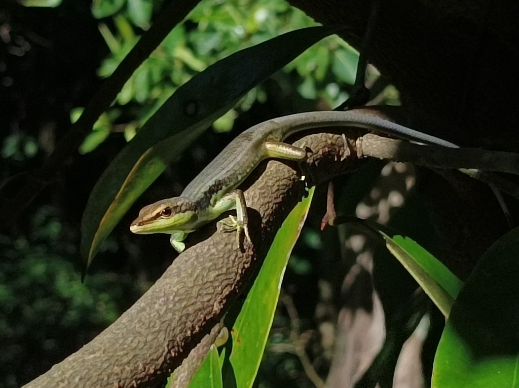 Teal Emo Skink