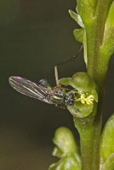 Microtis orbicularis