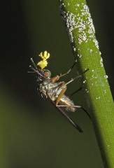 Microtis orbicularis