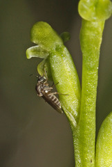 Microtis orbicularis