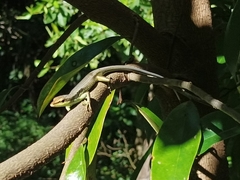 Emoia cyanogaster