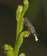Microtis orbicularis