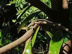 Emoia cyanogaster