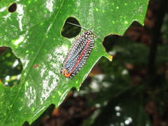 Cerace xanthocosma