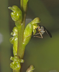 Microtis orbicularis