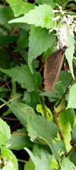 Euploea tulliolus