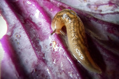 Ambigolimax