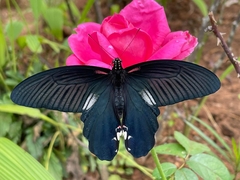 Papilio alcmenor