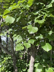 Tilia mandshurica