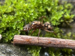 Acromyrmex coronatus