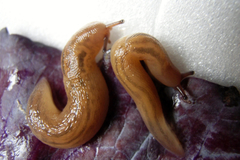 Ambigolimax