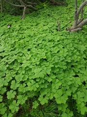 Anemonastrum baicalense