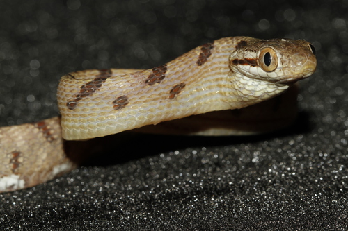 Photo of a Gray Cat Snake (Boiga siamensis)