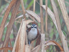 Pomatorhinus bornensis