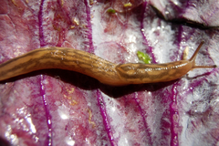 Ambigolimax