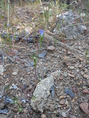 Githopsis specularioides