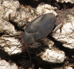 Corydiidae