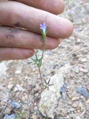 Githopsis specularioides