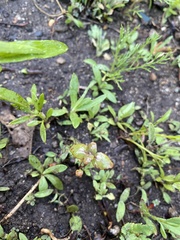 Magnoliopsida
