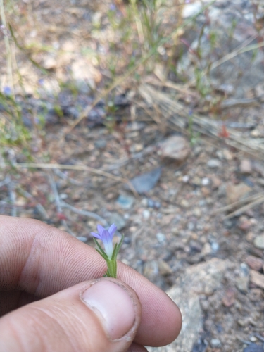 Image of Githopsis specularioides by no rights reserved