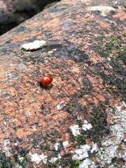 Chilocorus circumdatus