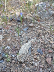 Githopsis specularioides