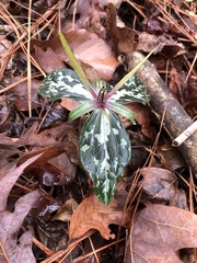 Trillium ludovicianum