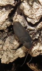 Corydiidae