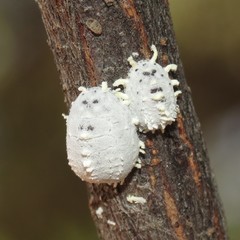 Crypticerya morrilli