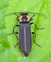 Podabrus brevicollis