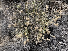 Scutellaria mexicana